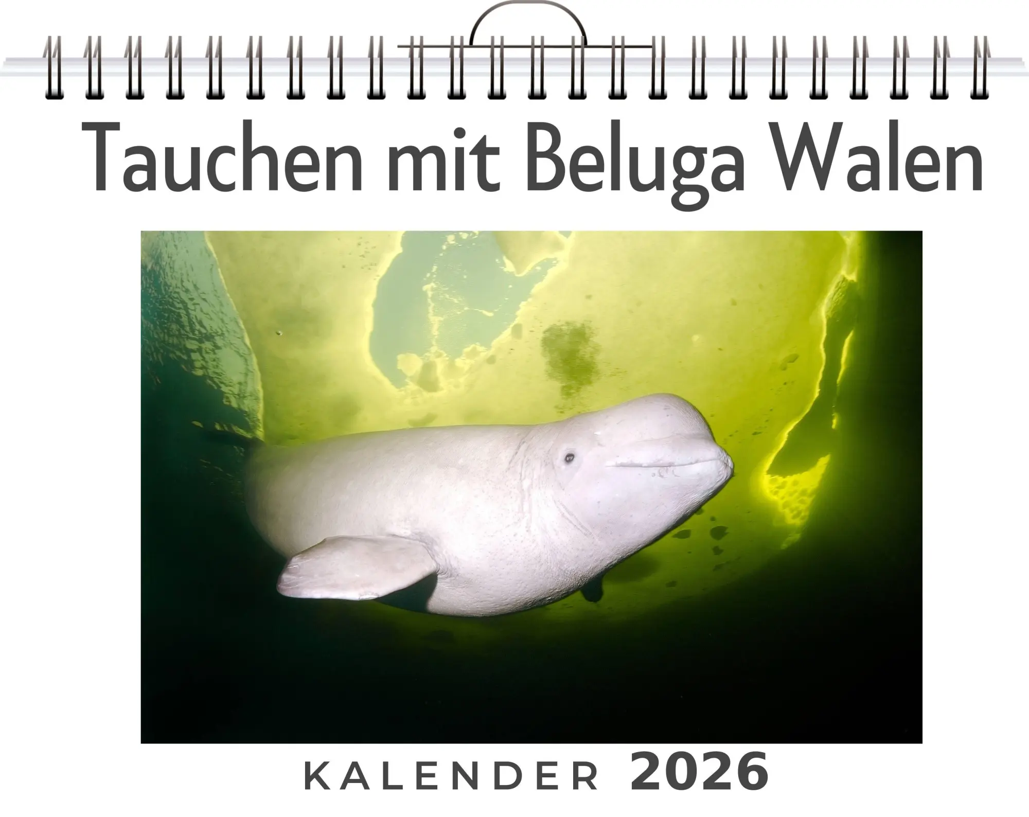 Cover: 9783759198266 | Tauchen mit Beluga Walen | Anton Krause | Kalender | Deutsch | 2026