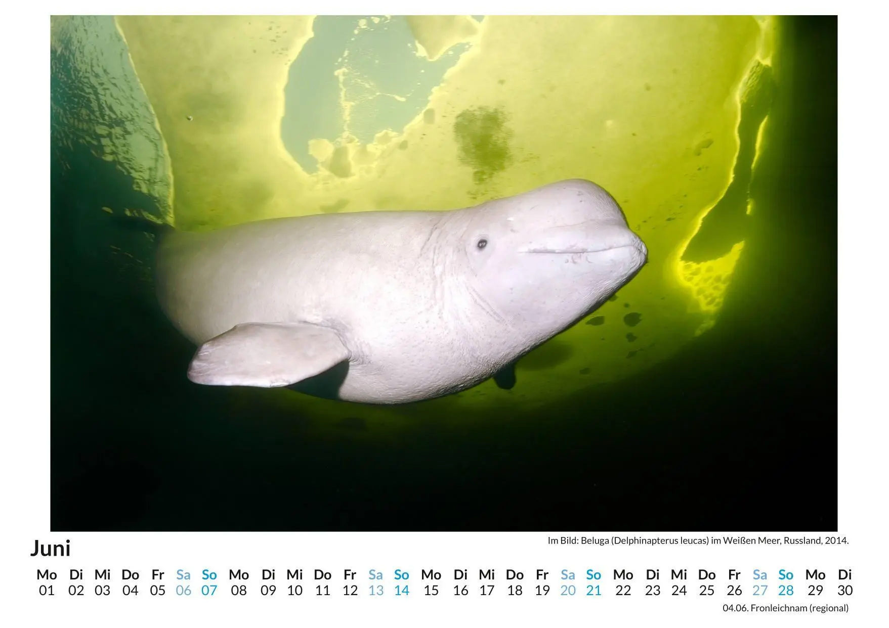 Bild: 9783759198266 | Tauchen mit Beluga Walen | Anton Krause | Kalender | Deutsch | 2026