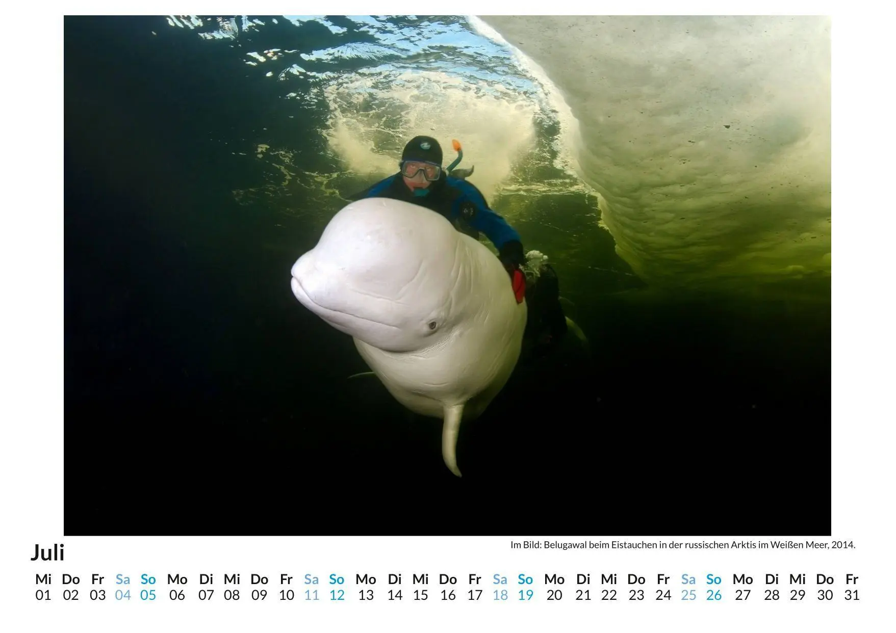 Bild: 9783759198266 | Tauchen mit Beluga Walen | Anton Krause | Kalender | Deutsch | 2026