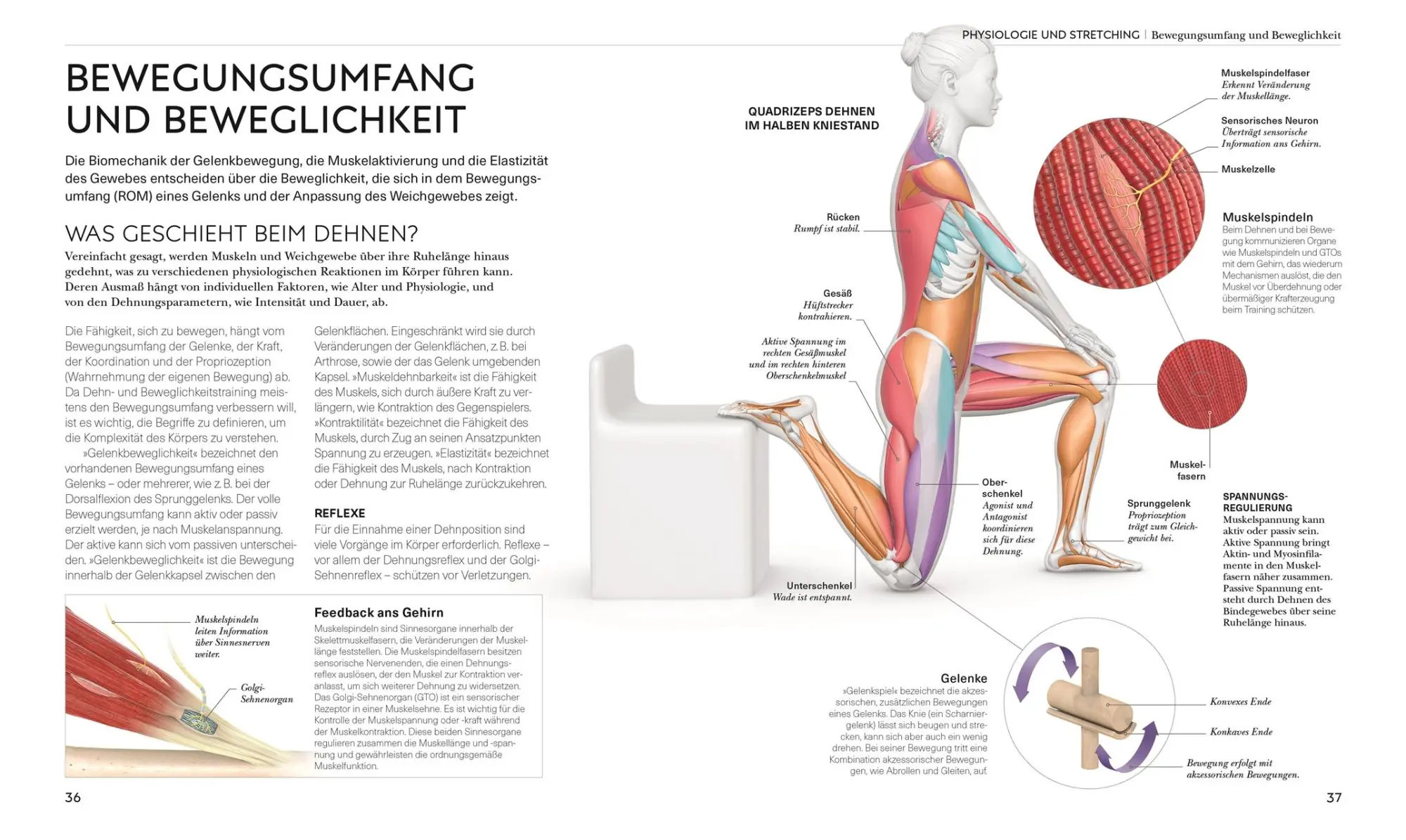 Bild: 9783831048366 | Stretching - Die Anatomie verstehen | Leada Malek | Taschenbuch | 2023