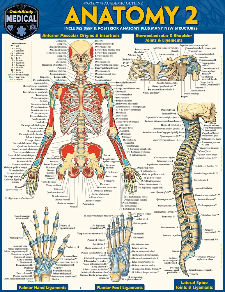 Cover: 9781572228566 | Anatomy 2 - Reference Guide (8.5 x 11) | Vincent Perez | Broschüre