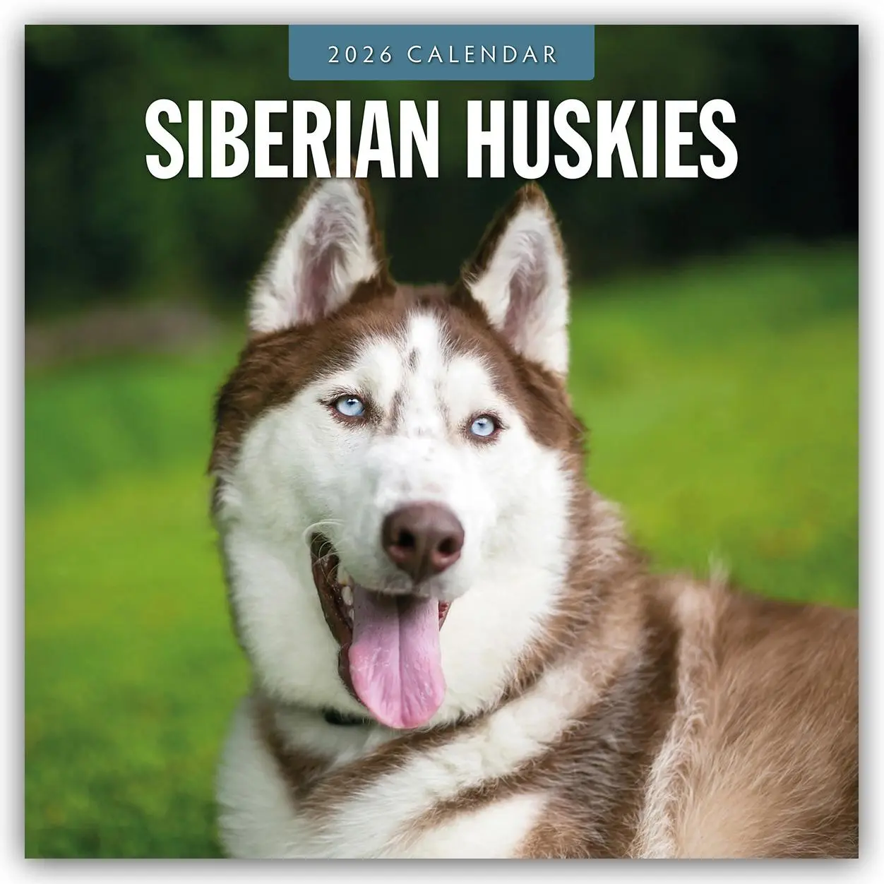 Cover: 9781804428566 | Siberian Huskies 2026 Square Wall Calendar | Red Robin | Taschenbuch