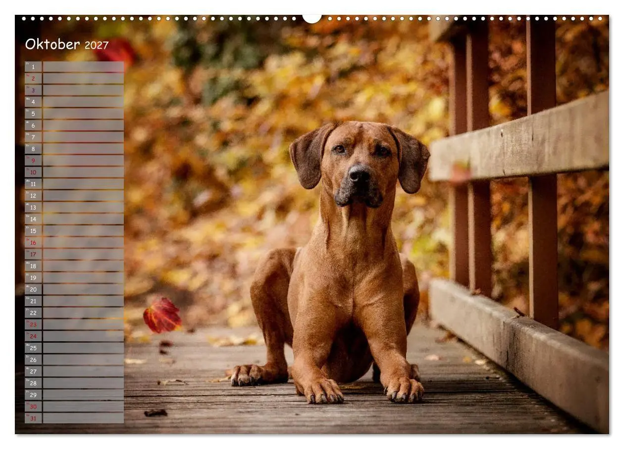 Bild: 9783569778566 | Rhodesian Ridgeback - Herzen auf vier Pfoten (Wandkalender 2027 DIN...