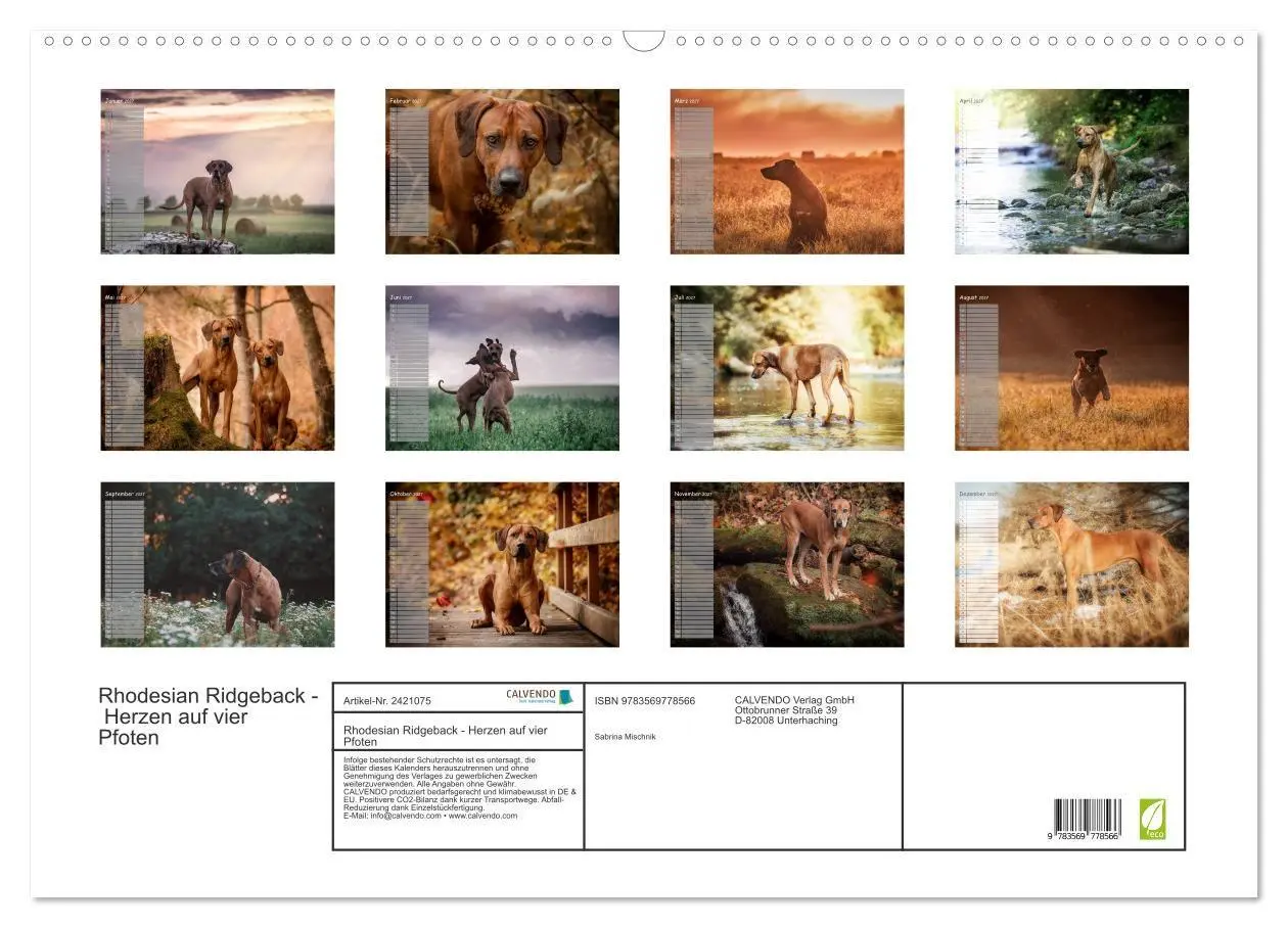 Bild: 9783569778566 | Rhodesian Ridgeback - Herzen auf vier Pfoten (Wandkalender 2027 DIN...