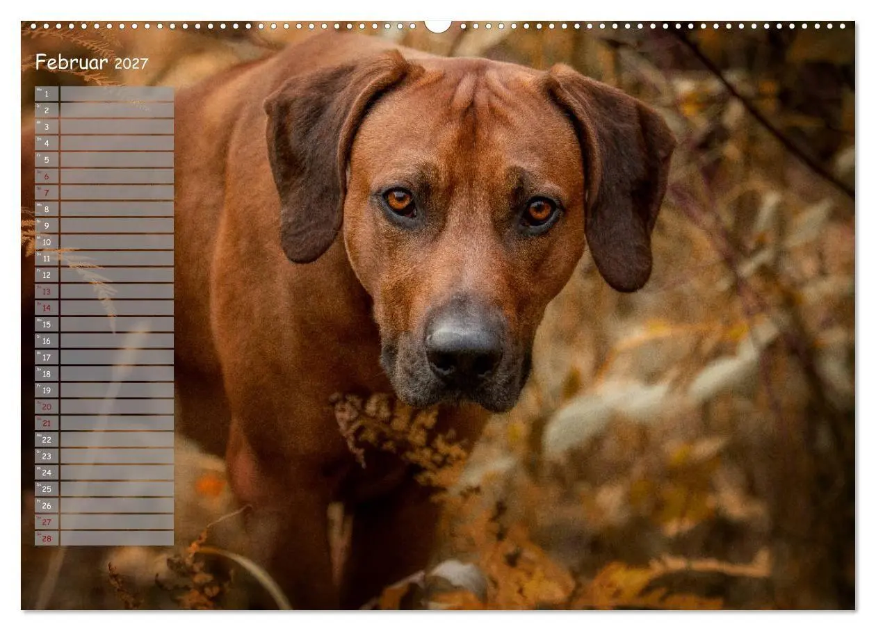 Bild: 9783569778566 | Rhodesian Ridgeback - Herzen auf vier Pfoten (Wandkalender 2027 DIN...