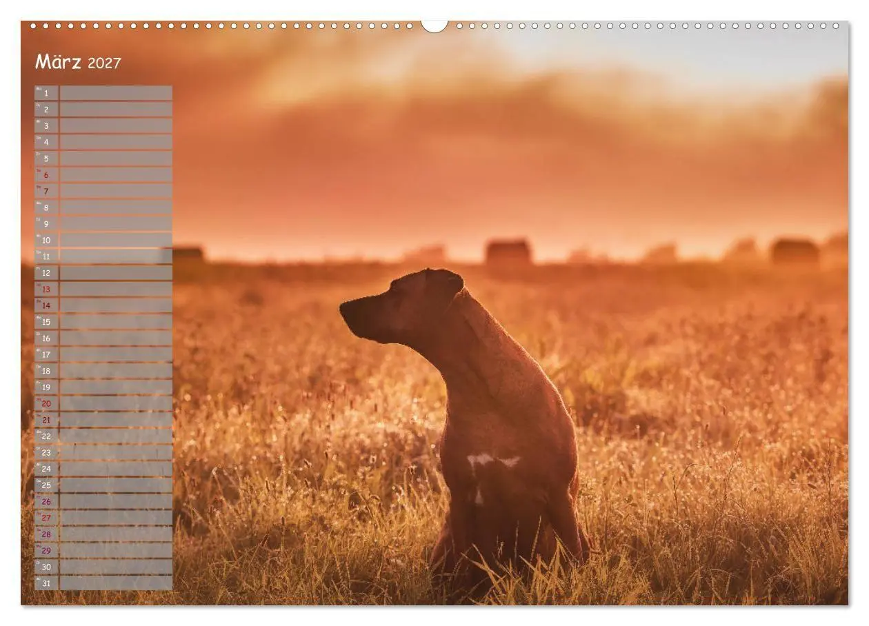 Bild: 9783569778566 | Rhodesian Ridgeback - Herzen auf vier Pfoten (Wandkalender 2027 DIN...