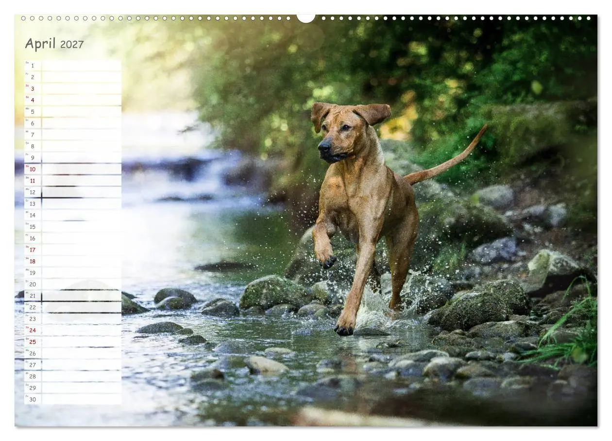 Bild: 9783569778566 | Rhodesian Ridgeback - Herzen auf vier Pfoten (Wandkalender 2027 DIN...