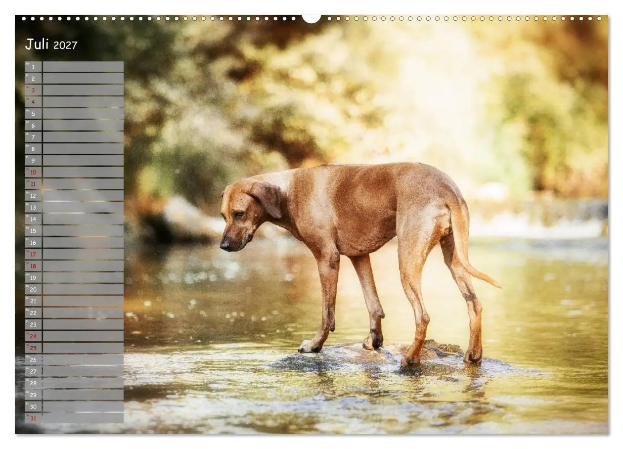 Bild: 9783569778566 | Rhodesian Ridgeback - Herzen auf vier Pfoten (Wandkalender 2027 DIN...