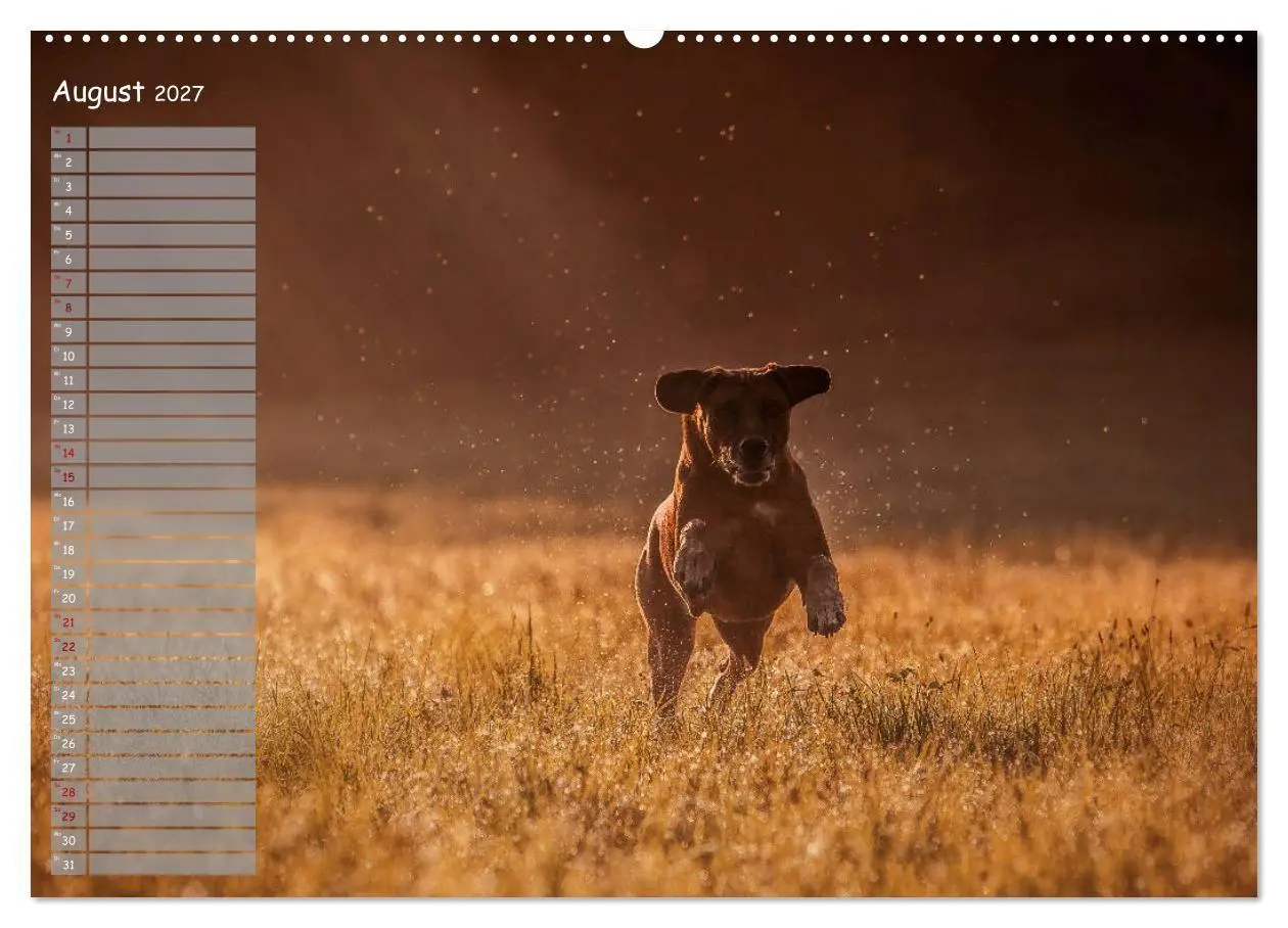 Bild: 9783569778566 | Rhodesian Ridgeback - Herzen auf vier Pfoten (Wandkalender 2027 DIN...