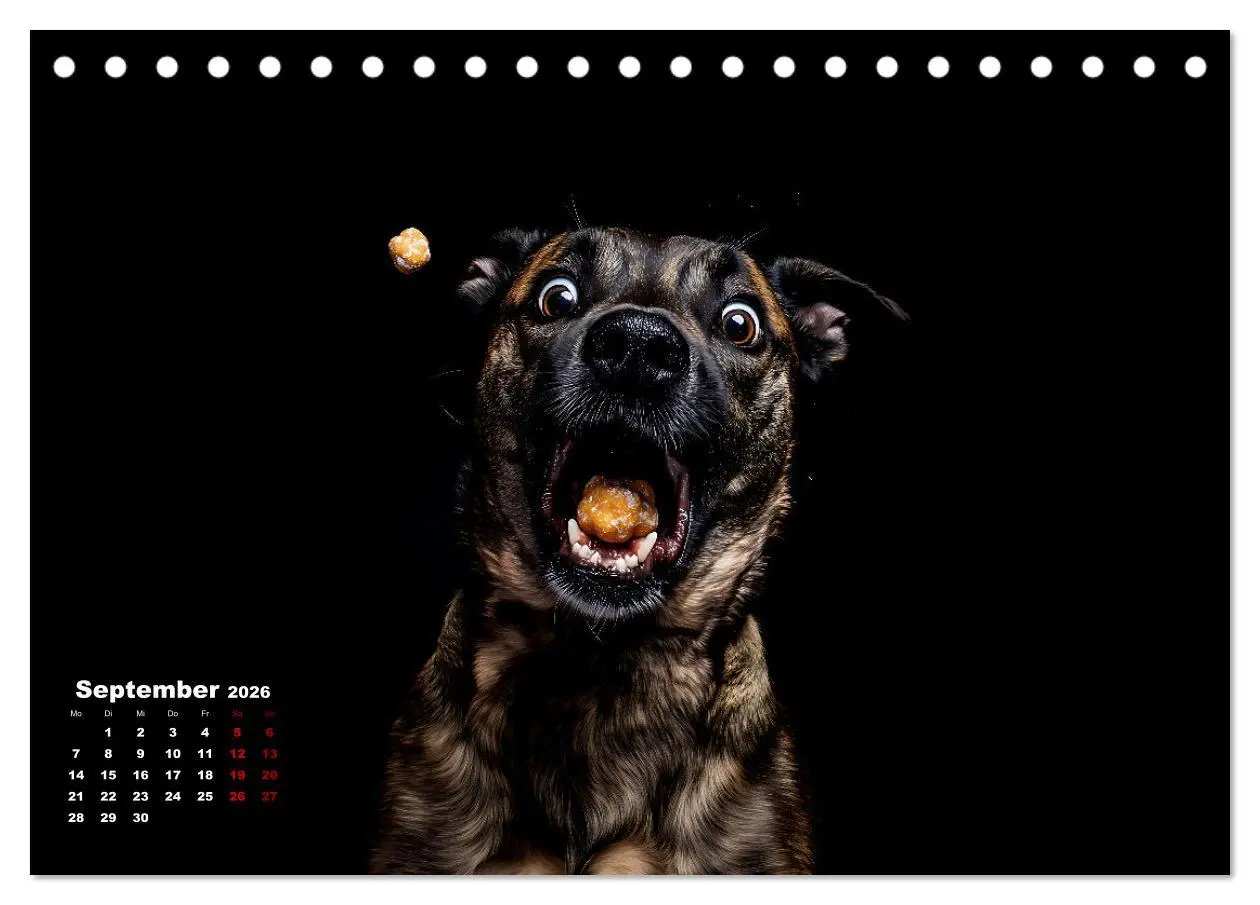 Bild: 9783457348666 | Leckerchen! (Tischkalender 2026 DIN A5 quer), CALVENDO Monatskalender
