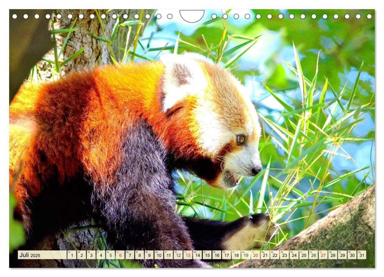 Bild: 9783435178766 | Roter Panda. Die superknuddeligen Katzenbären (Wandkalender 2025...