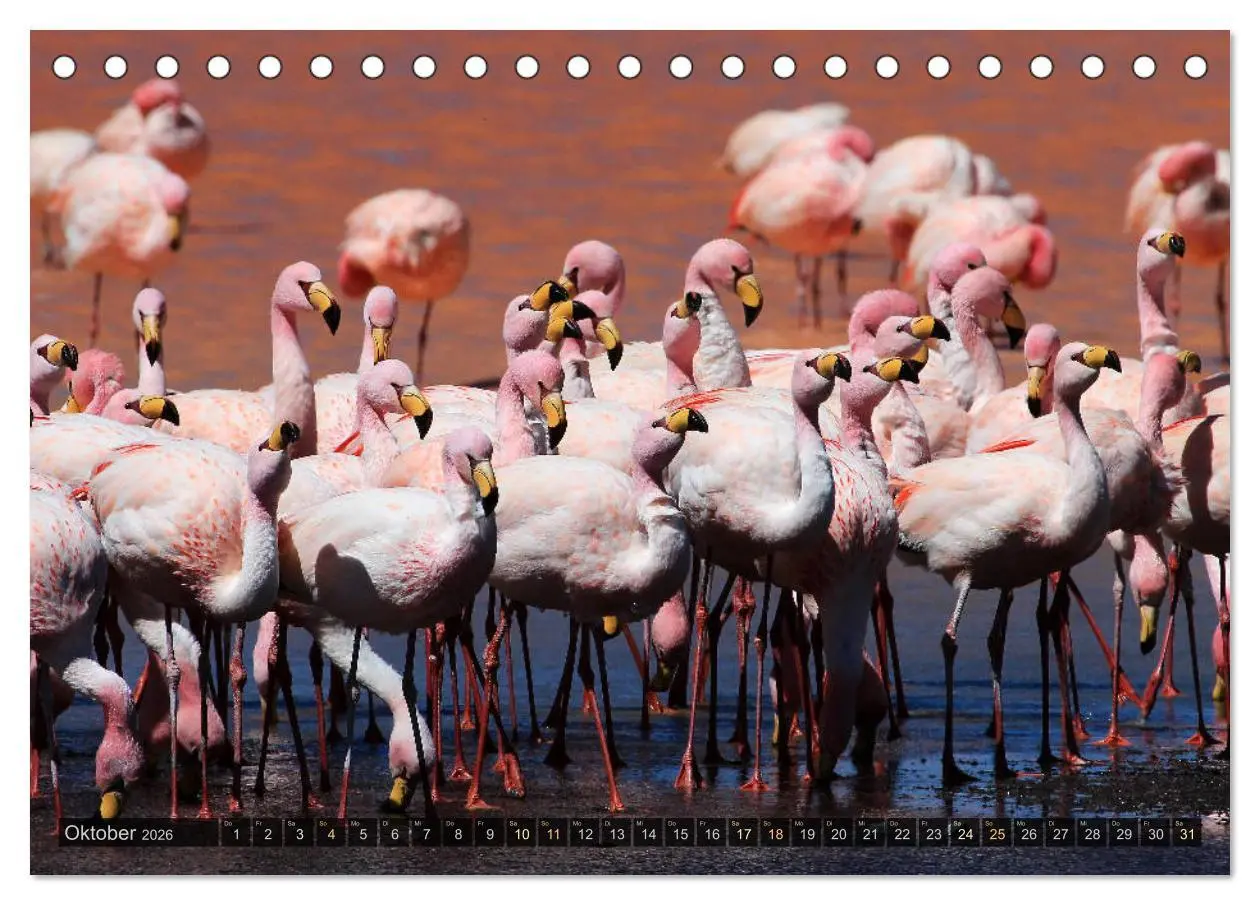 Bild: 9783457268766 | Südamerika - viaje.ch (Tischkalender 2026 DIN A5 quer), CALVENDO...