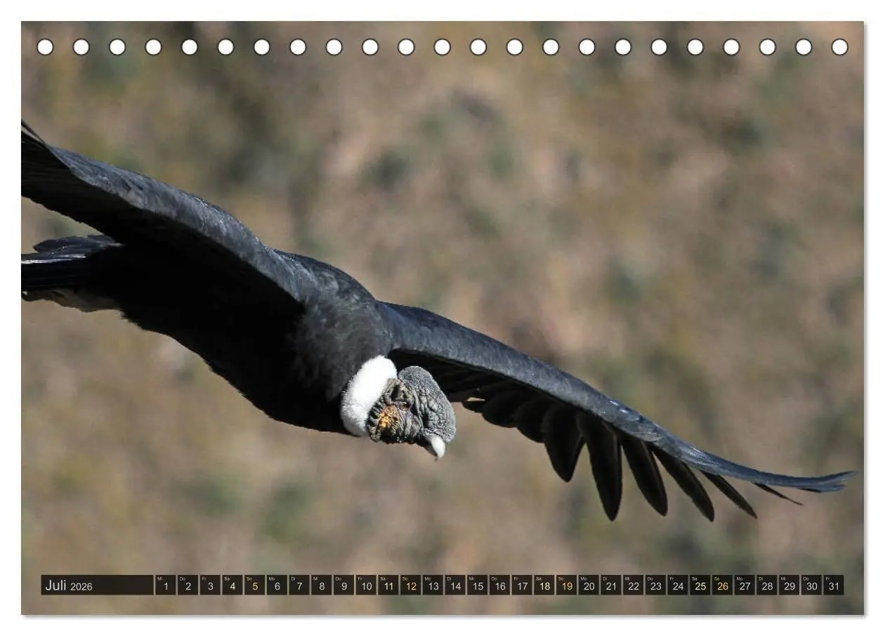 Bild: 9783457268766 | Südamerika - viaje.ch (Tischkalender 2026 DIN A5 quer), CALVENDO...