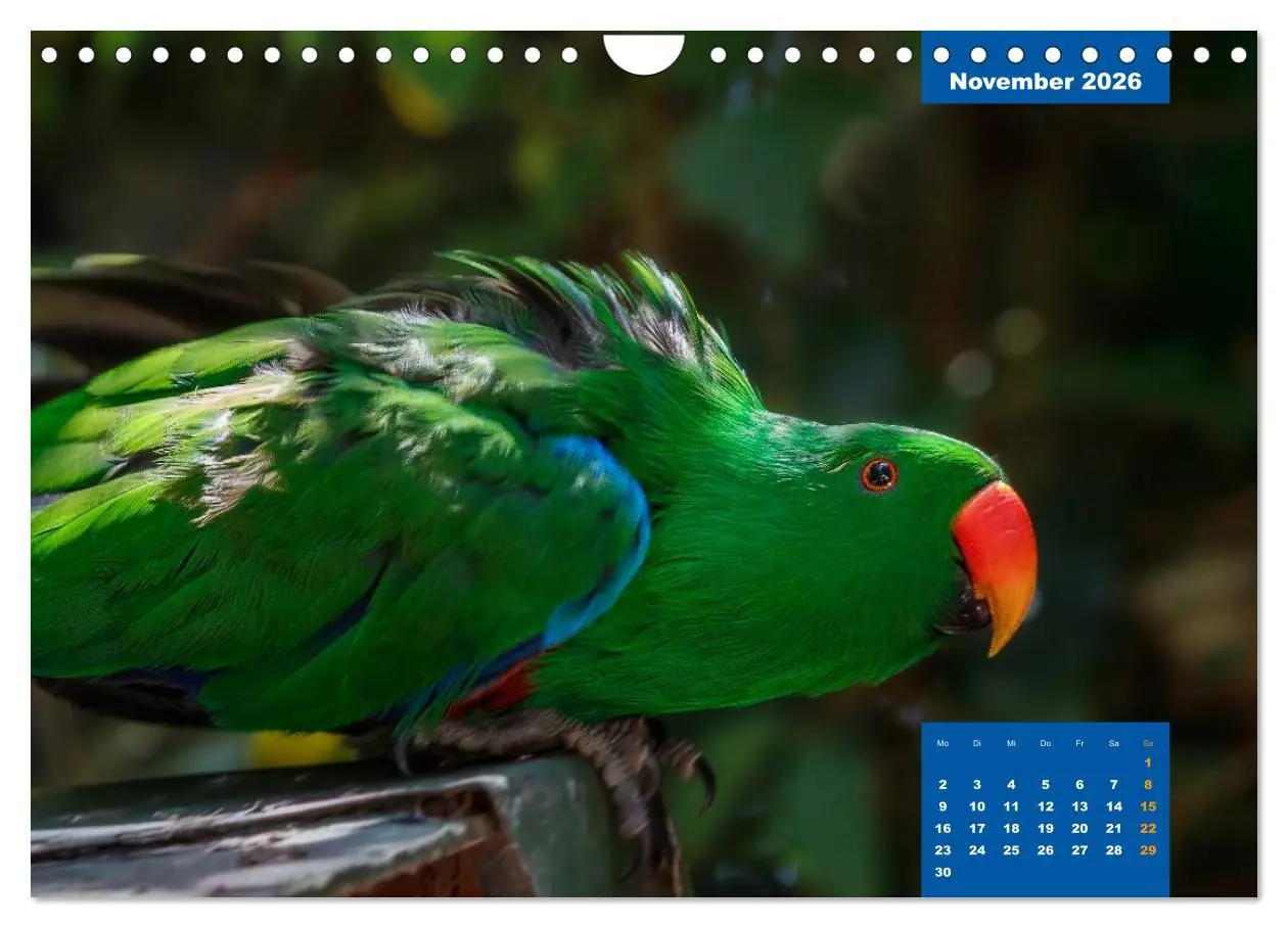 Bild: 9783457958766 | Papageien - Frech, schön und schlau (Wandkalender 2026 DIN A4...