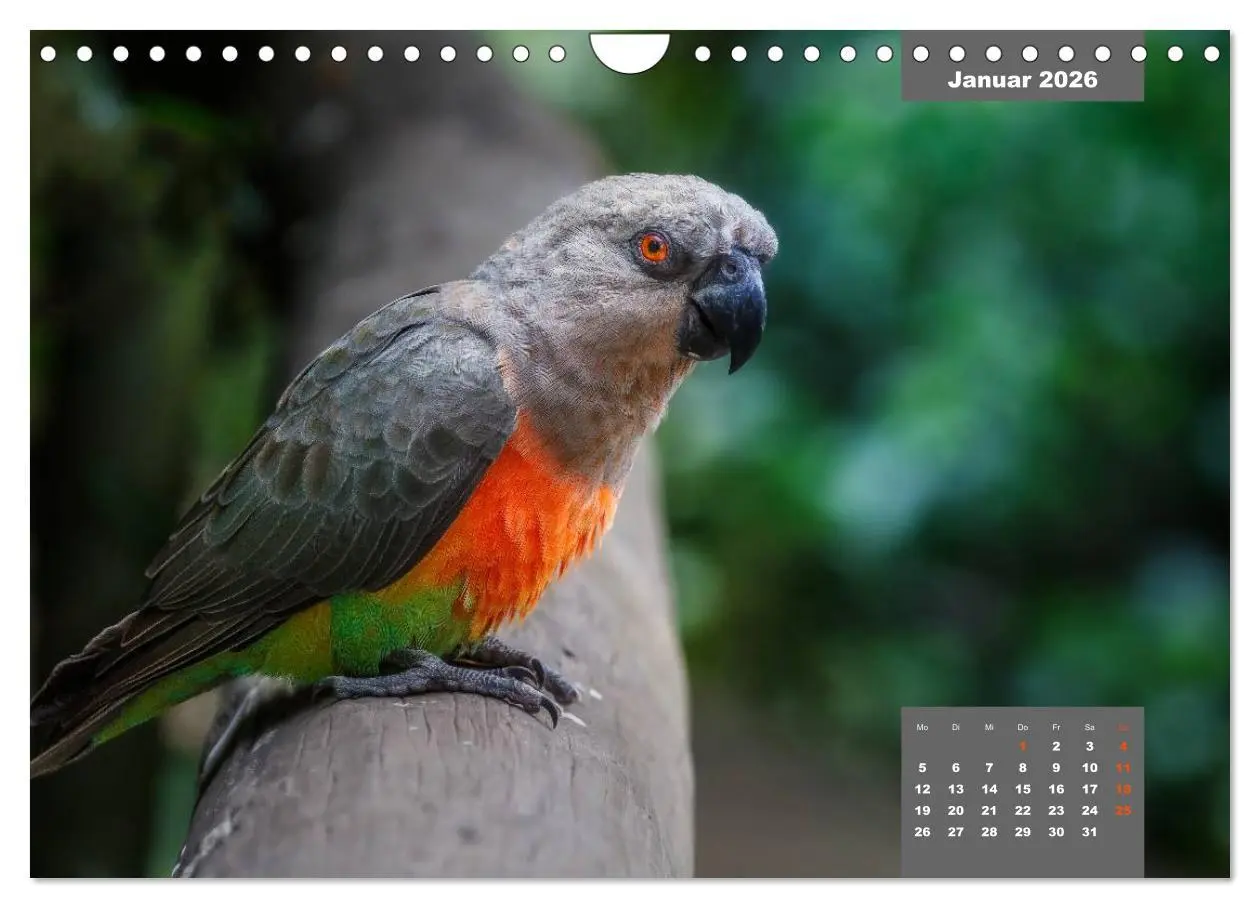 Bild: 9783457958766 | Papageien - Frech, schön und schlau (Wandkalender 2026 DIN A4...