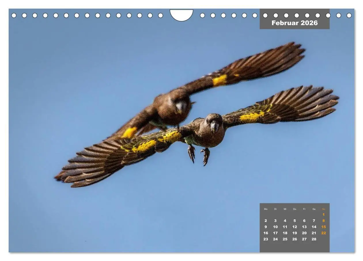 Bild: 9783457958766 | Papageien - Frech, schön und schlau (Wandkalender 2026 DIN A4...