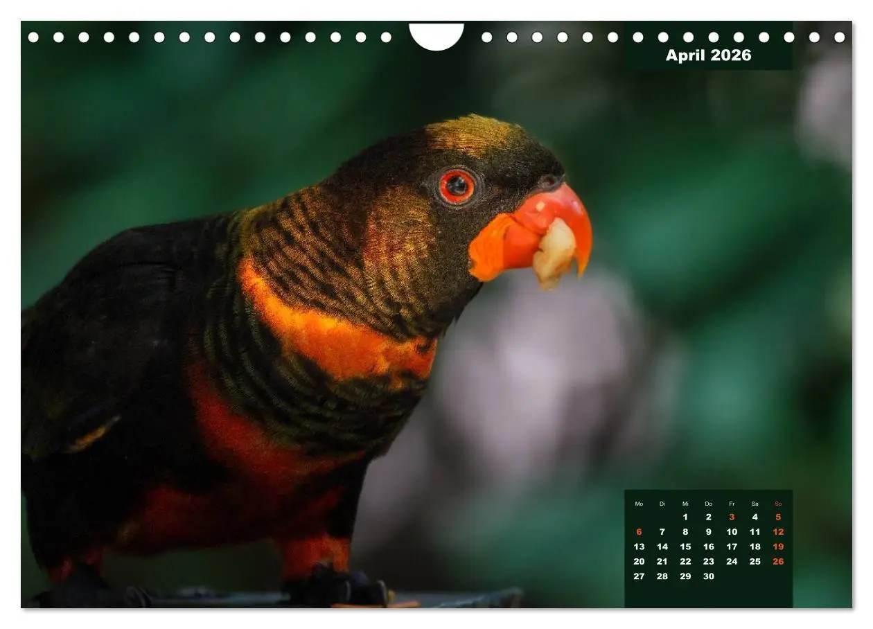 Bild: 9783457958766 | Papageien - Frech, schön und schlau (Wandkalender 2026 DIN A4...