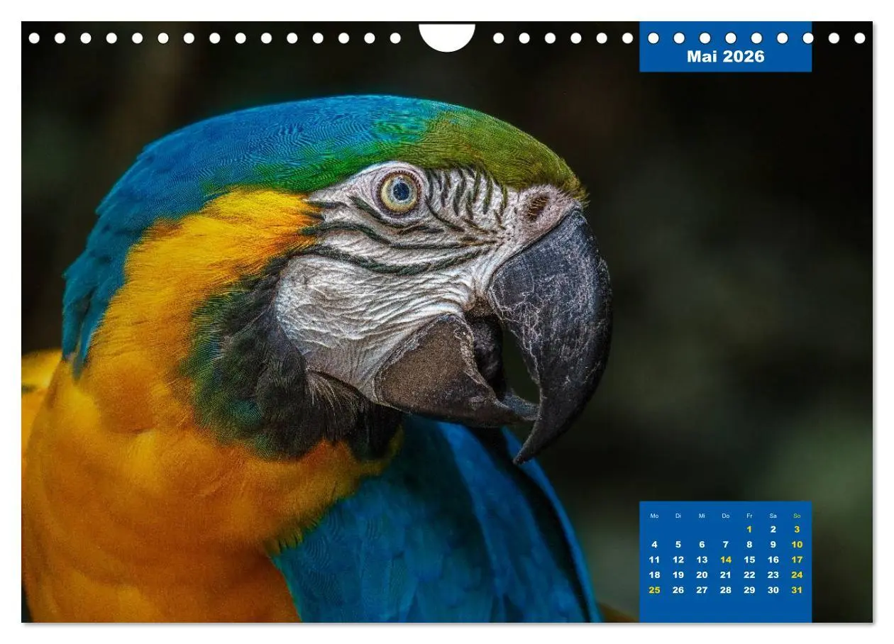 Bild: 9783457958766 | Papageien - Frech, schön und schlau (Wandkalender 2026 DIN A4...