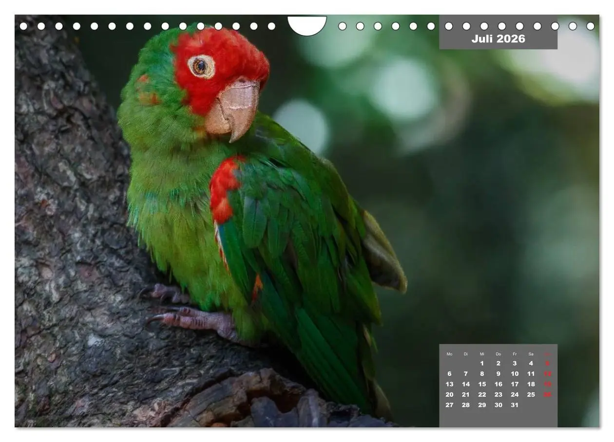 Bild: 9783457958766 | Papageien - Frech, schön und schlau (Wandkalender 2026 DIN A4...