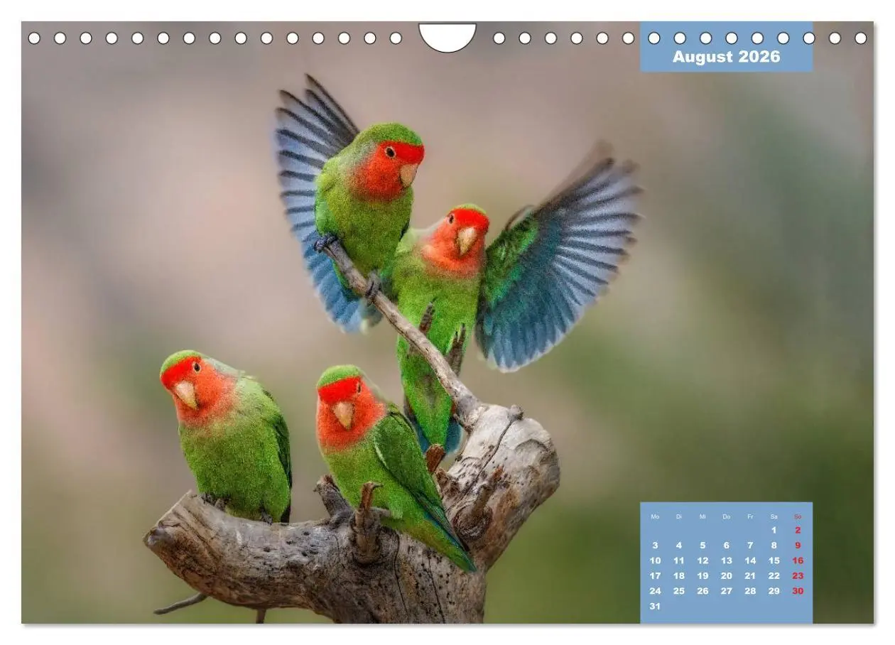 Bild: 9783457958766 | Papageien - Frech, schön und schlau (Wandkalender 2026 DIN A4...