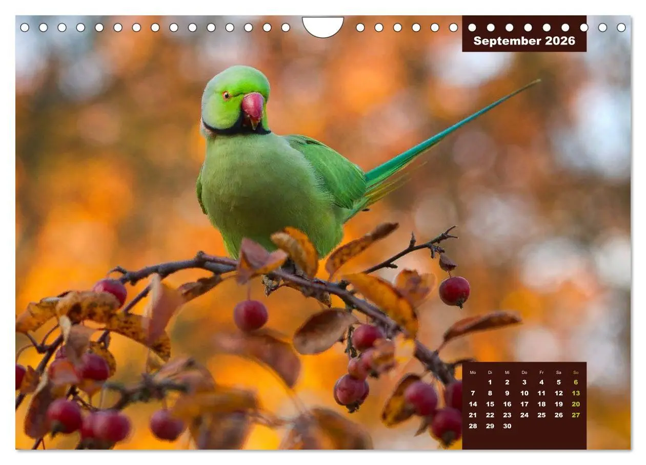 Bild: 9783457958766 | Papageien - Frech, schön und schlau (Wandkalender 2026 DIN A4...