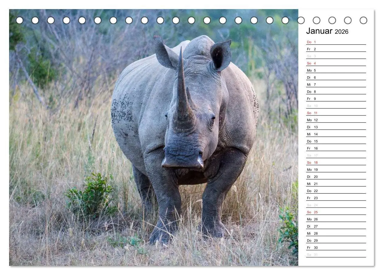 Bild: 9783457948866 | Südafrika - Big 5 und mehr (Tischkalender 2026 DIN A5 quer),...