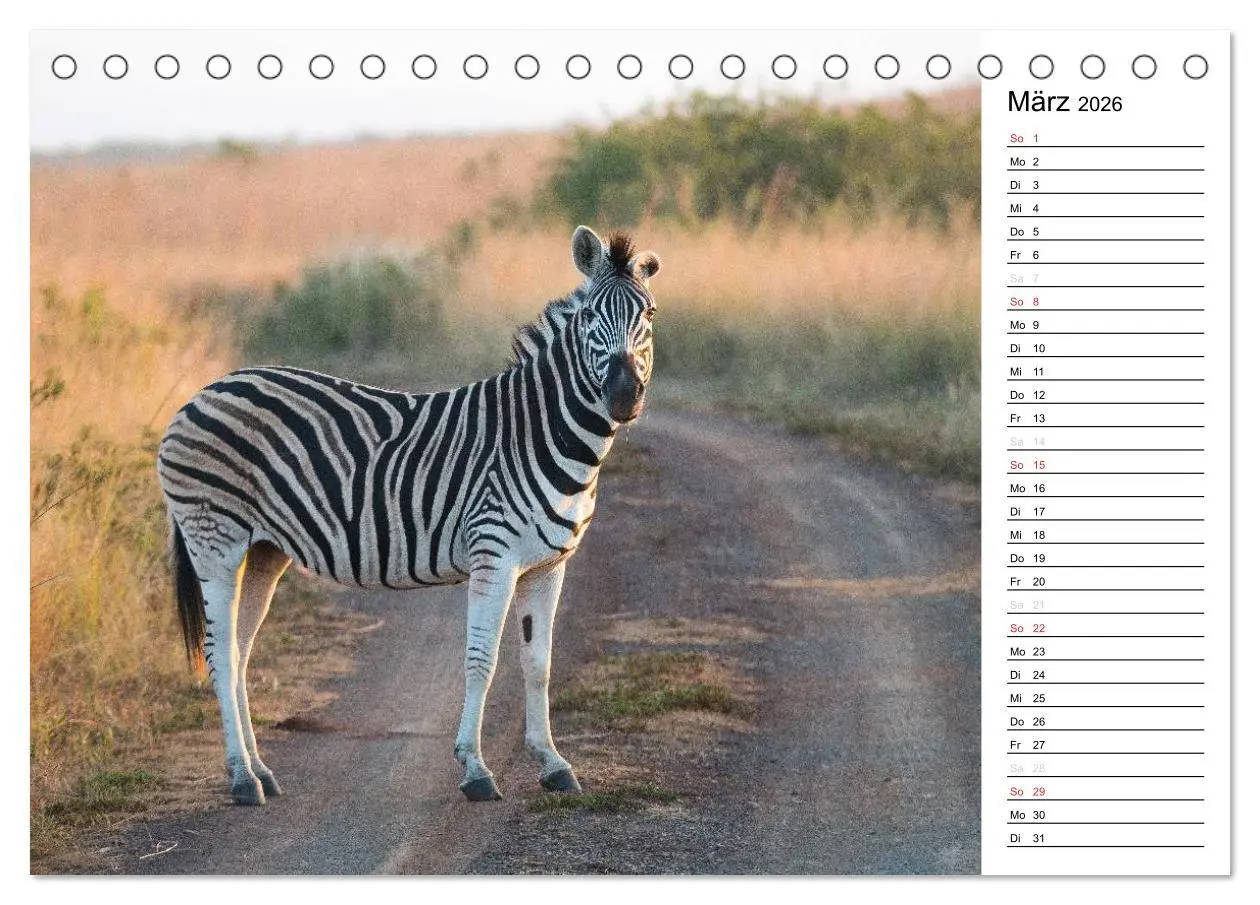 Bild: 9783457948866 | Südafrika - Big 5 und mehr (Tischkalender 2026 DIN A5 quer),...