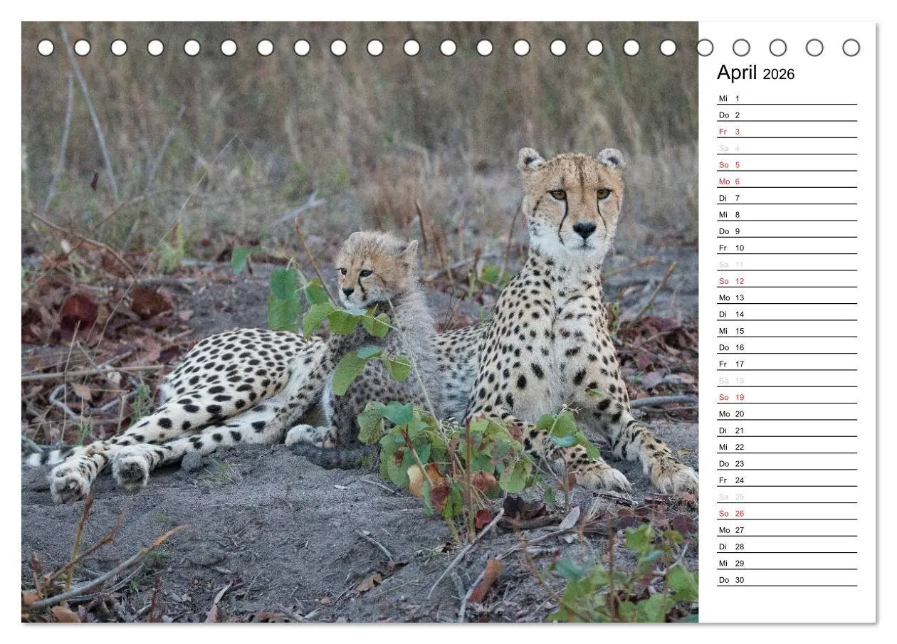 Bild: 9783457948866 | Südafrika - Big 5 und mehr (Tischkalender 2026 DIN A5 quer),...
