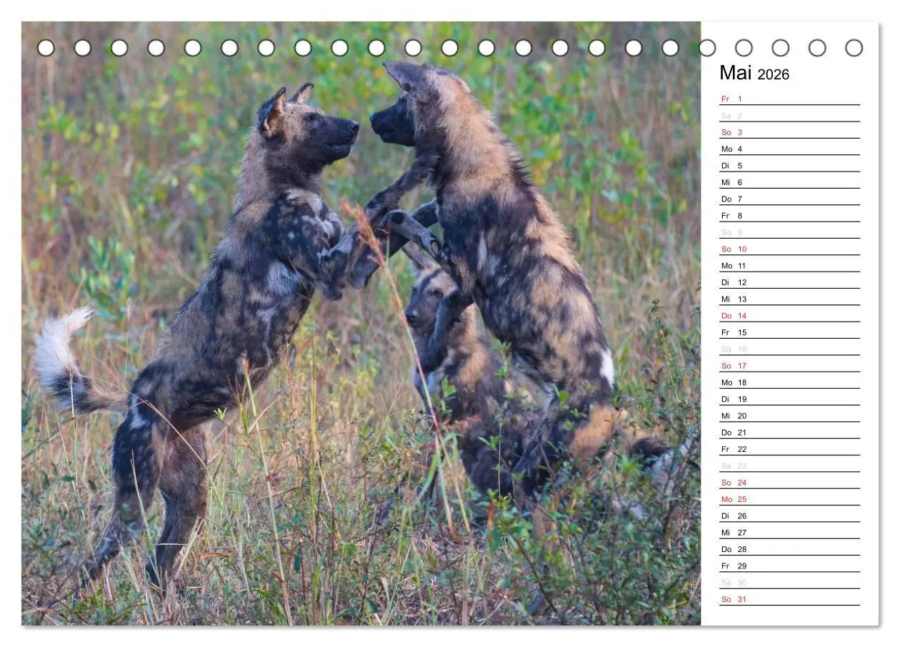 Bild: 9783457948866 | Südafrika - Big 5 und mehr (Tischkalender 2026 DIN A5 quer),...