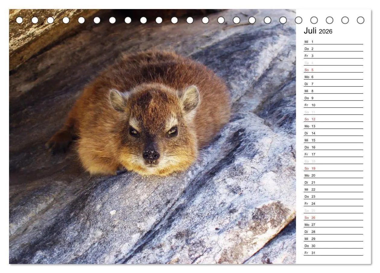 Bild: 9783457948866 | Südafrika - Big 5 und mehr (Tischkalender 2026 DIN A5 quer),...