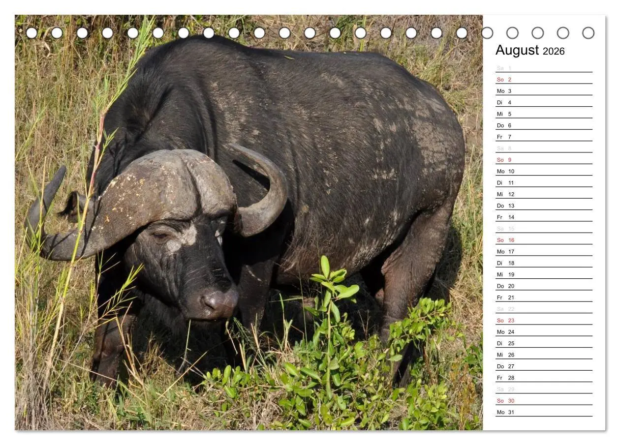 Bild: 9783457948866 | Südafrika - Big 5 und mehr (Tischkalender 2026 DIN A5 quer),...