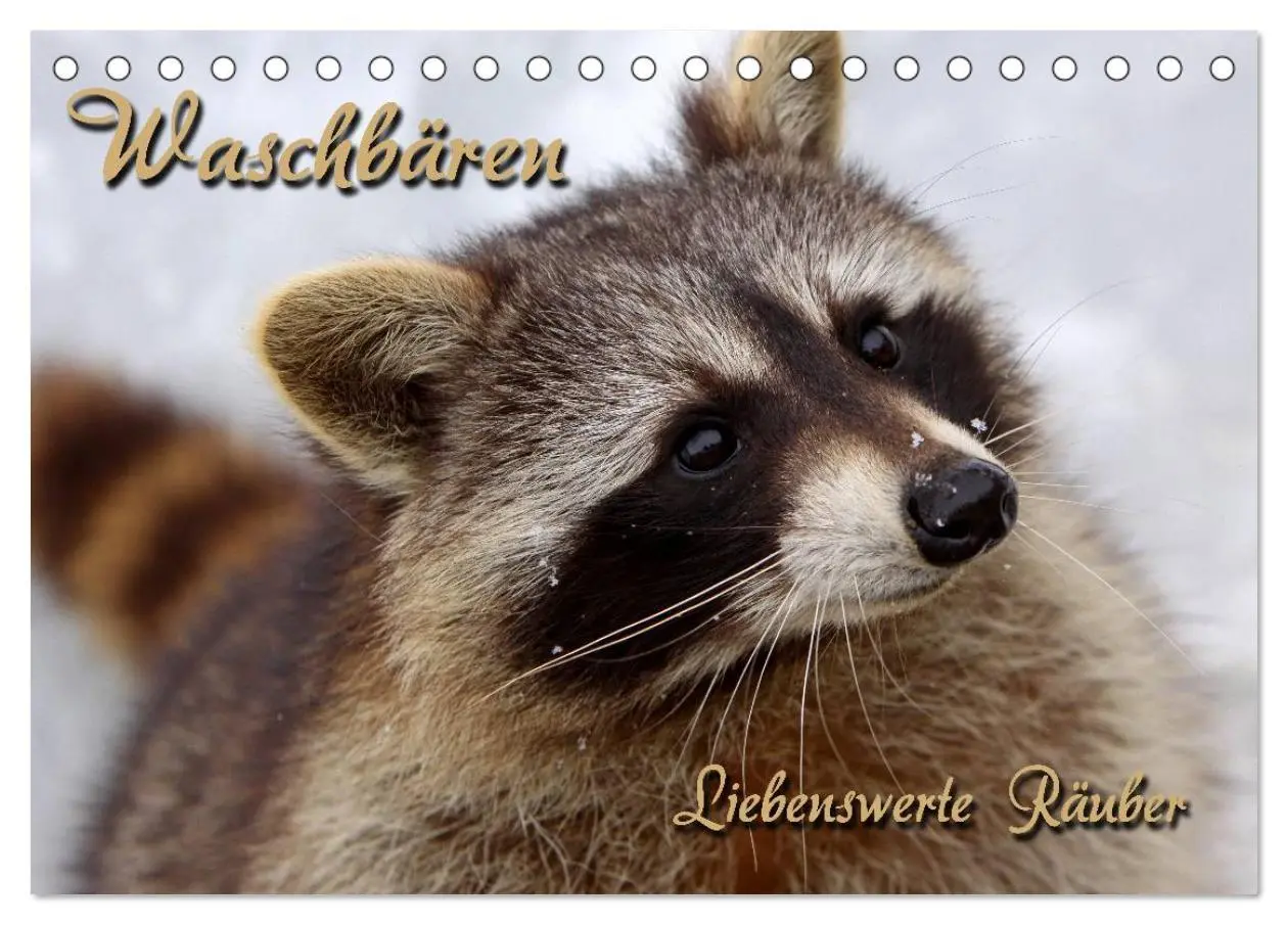 Cover: 9783516229066 | Waschbären (Tischkalender 2026 DIN A5 quer), CALVENDO Monatskalender