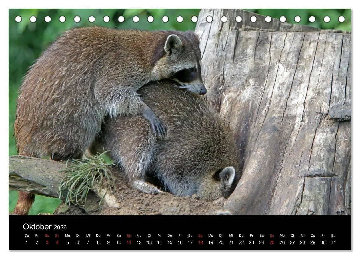 Bild: 9783516229066 | Waschbären (Tischkalender 2026 DIN A5 quer), CALVENDO Monatskalender