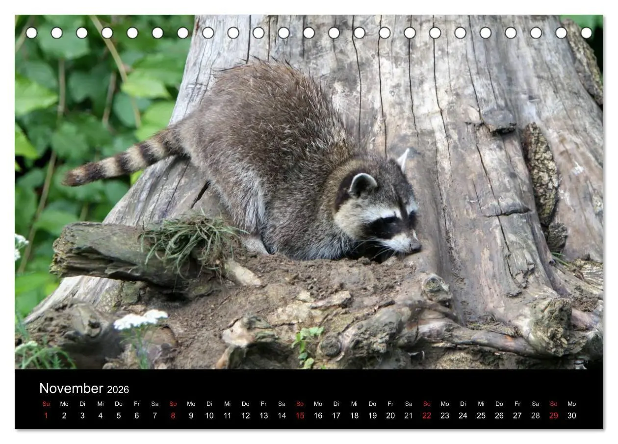 Bild: 9783516229066 | Waschbären (Tischkalender 2026 DIN A5 quer), CALVENDO Monatskalender