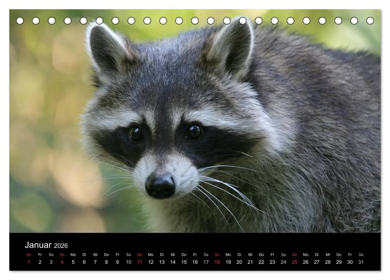 Bild: 9783516229066 | Waschbären (Tischkalender 2026 DIN A5 quer), CALVENDO Monatskalender