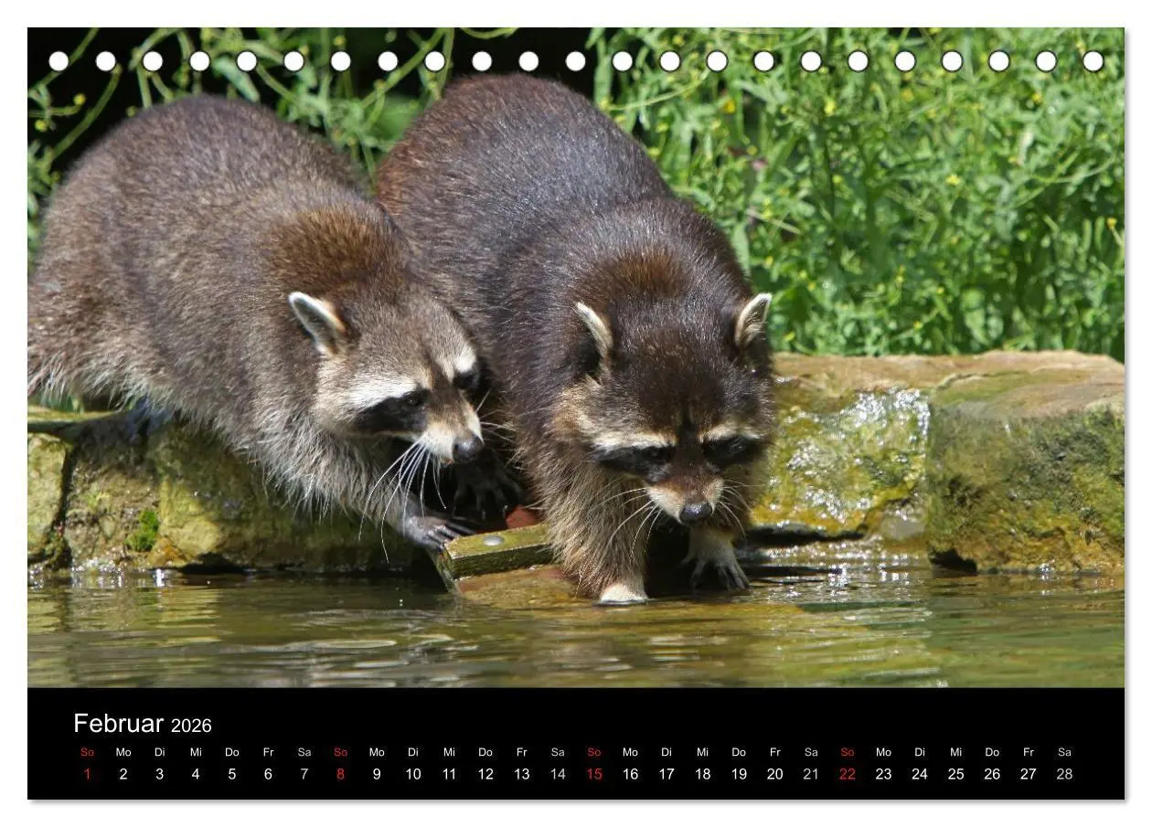 Bild: 9783516229066 | Waschbären (Tischkalender 2026 DIN A5 quer), CALVENDO Monatskalender