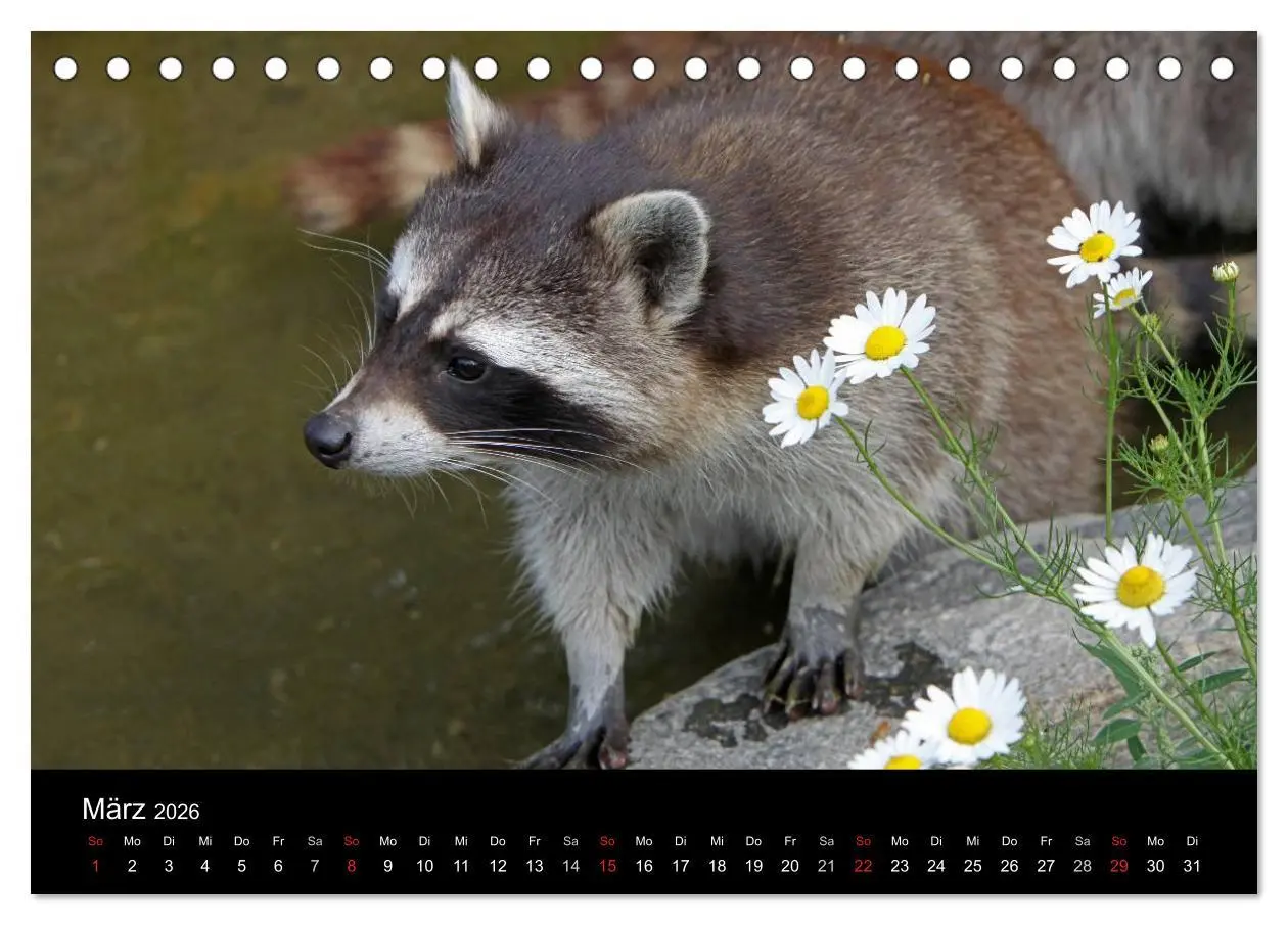 Bild: 9783516229066 | Waschbären (Tischkalender 2026 DIN A5 quer), CALVENDO Monatskalender