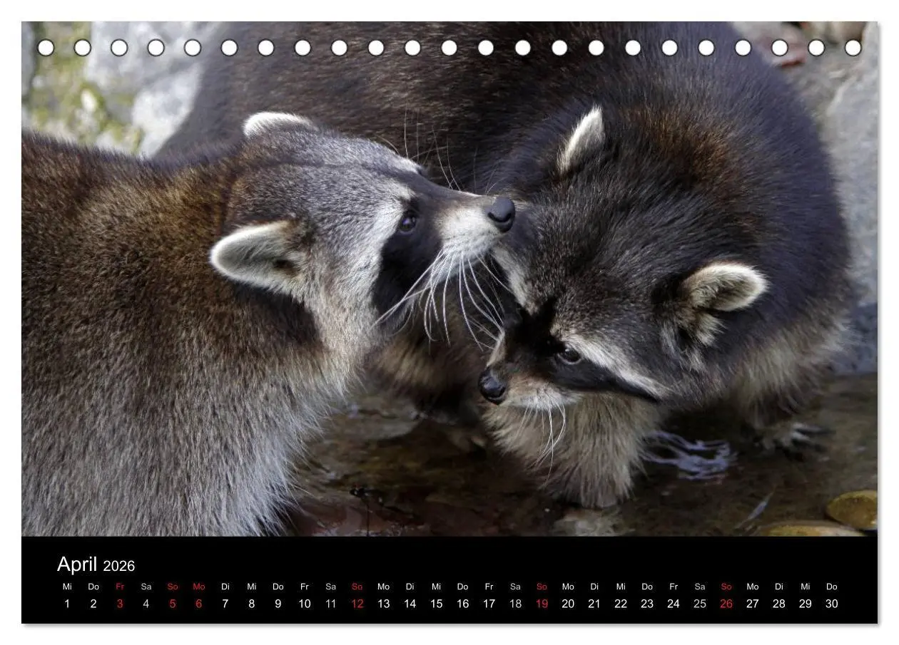 Bild: 9783516229066 | Waschbären (Tischkalender 2026 DIN A5 quer), CALVENDO Monatskalender