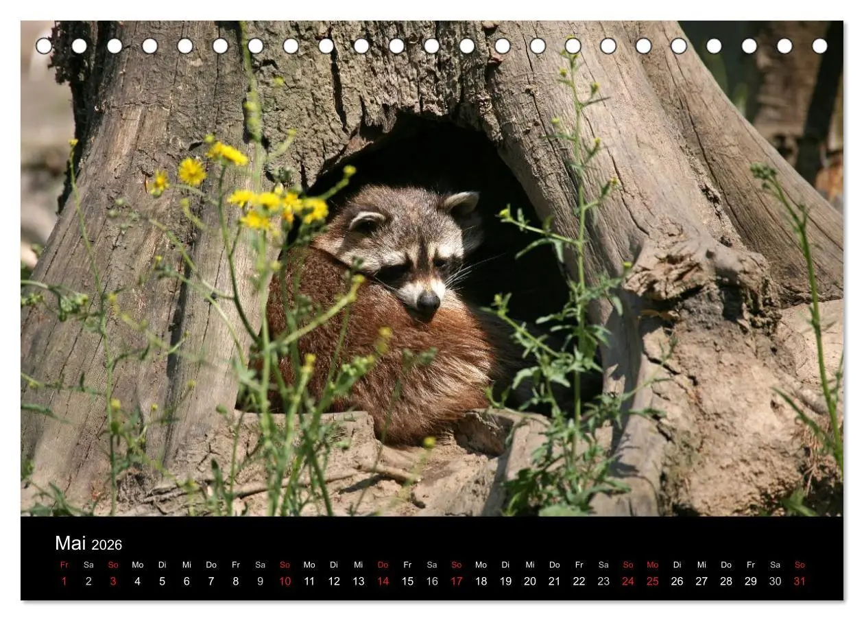 Bild: 9783516229066 | Waschbären (Tischkalender 2026 DIN A5 quer), CALVENDO Monatskalender