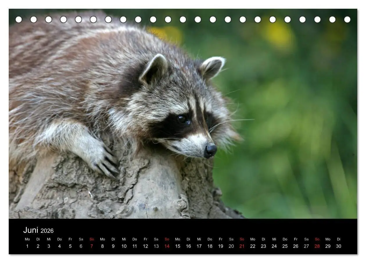 Bild: 9783516229066 | Waschbären (Tischkalender 2026 DIN A5 quer), CALVENDO Monatskalender