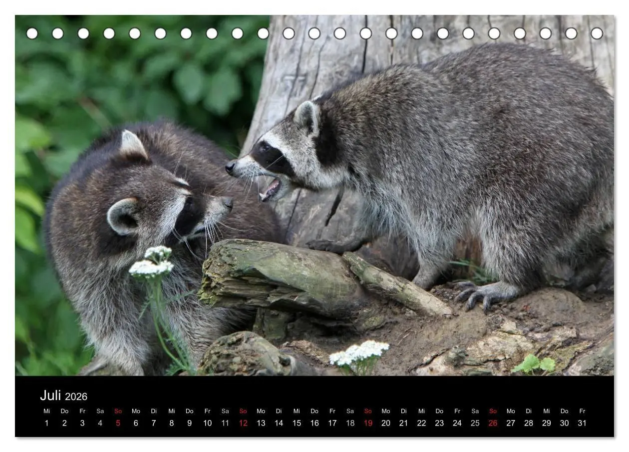 Bild: 9783516229066 | Waschbären (Tischkalender 2026 DIN A5 quer), CALVENDO Monatskalender