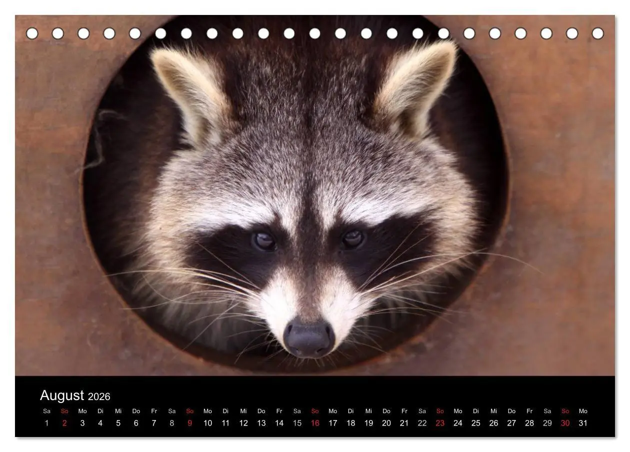 Bild: 9783516229066 | Waschbären (Tischkalender 2026 DIN A5 quer), CALVENDO Monatskalender