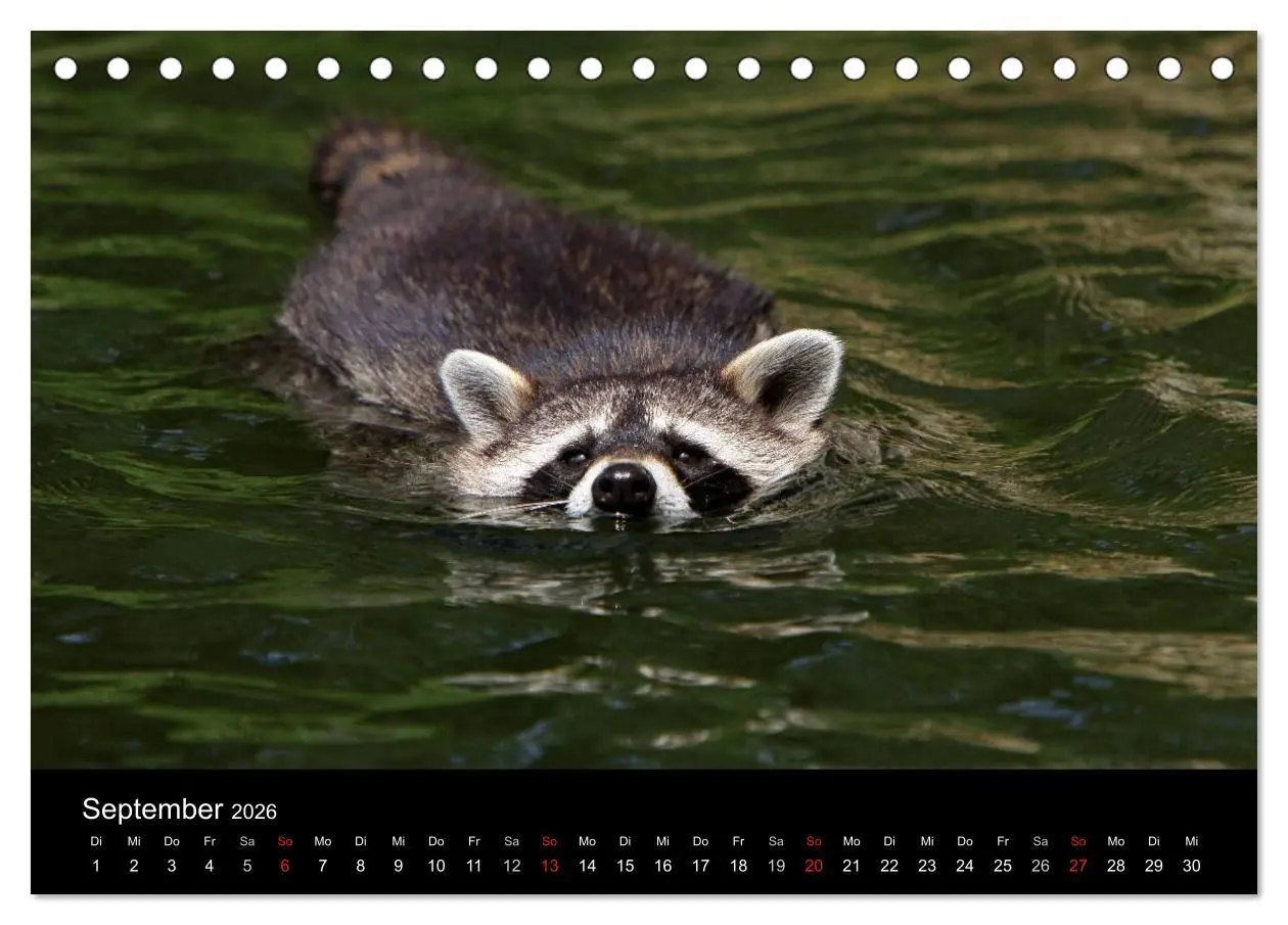 Bild: 9783516229066 | Waschbären (Tischkalender 2026 DIN A5 quer), CALVENDO Monatskalender