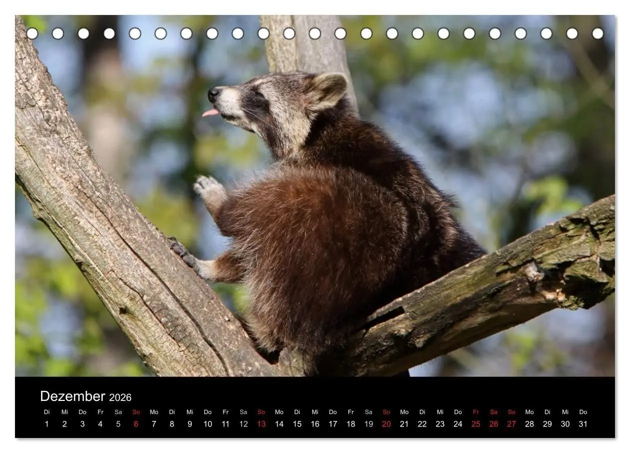 Bild: 9783516229066 | Waschbären (Tischkalender 2026 DIN A5 quer), CALVENDO Monatskalender