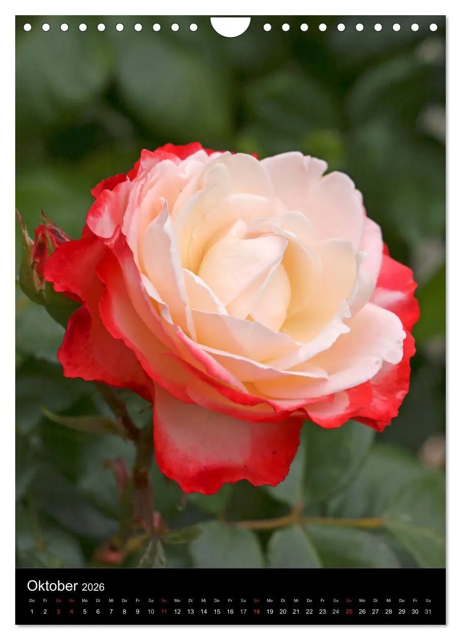 Bild: 9783516469066 | Zauberhafte Rosen (Wandkalender 2026 DIN A4 hoch), CALVENDO...