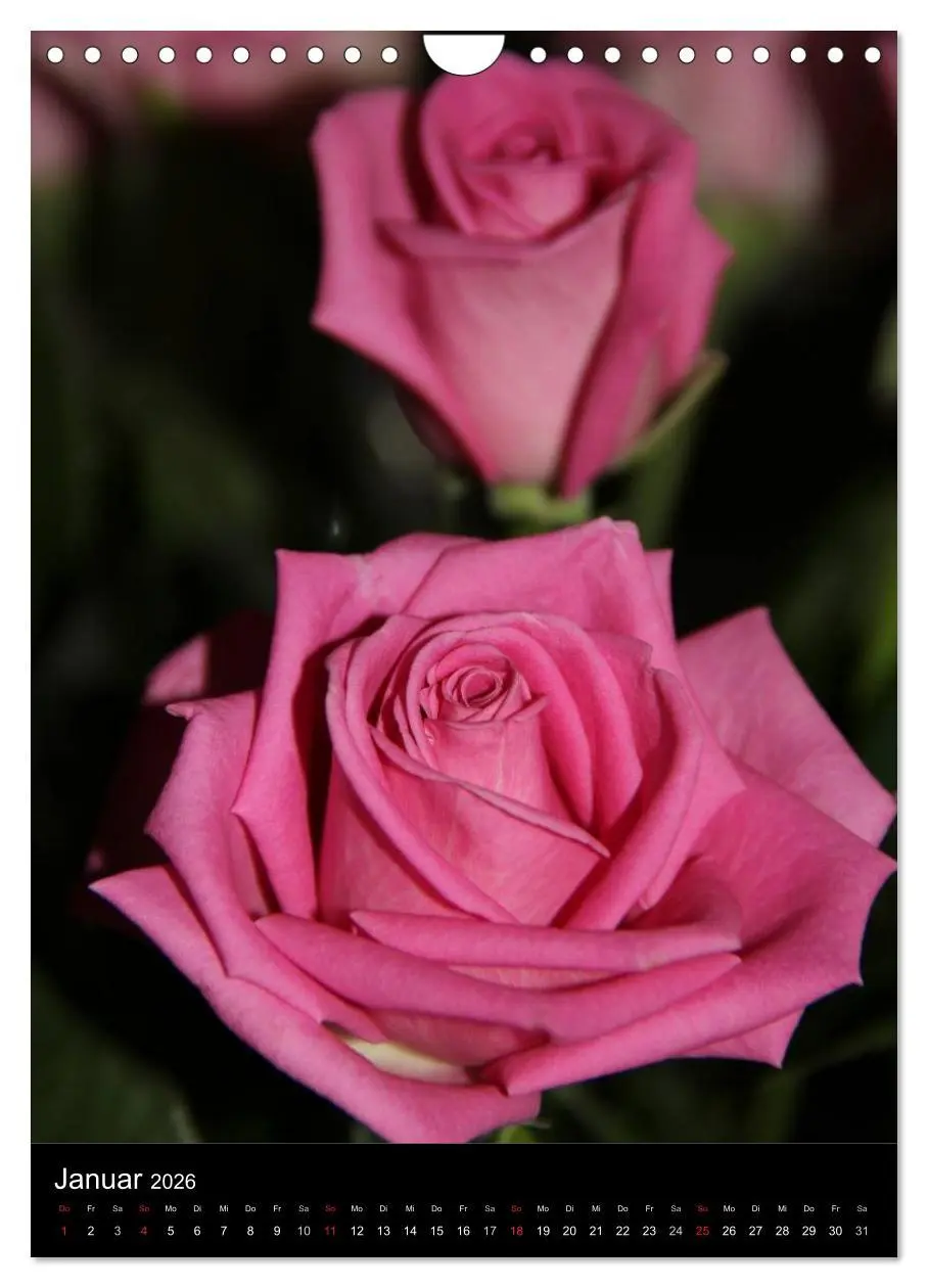 Bild: 9783516469066 | Zauberhafte Rosen (Wandkalender 2026 DIN A4 hoch), CALVENDO...