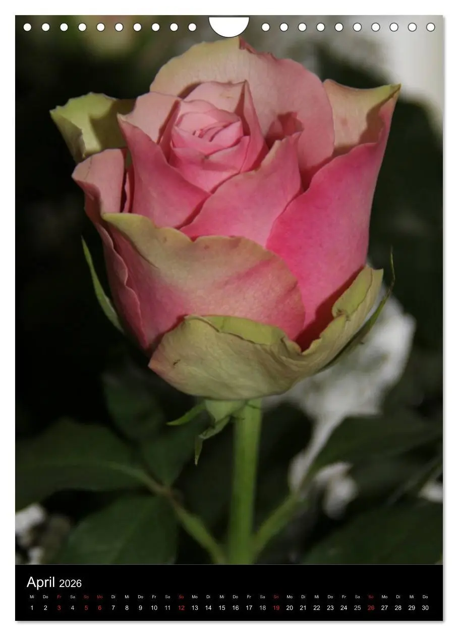 Bild: 9783516469066 | Zauberhafte Rosen (Wandkalender 2026 DIN A4 hoch), CALVENDO...
