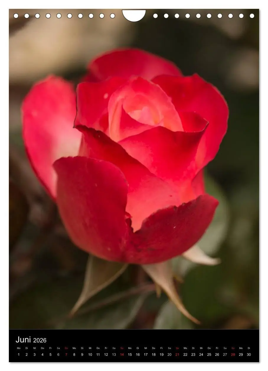 Bild: 9783516469066 | Zauberhafte Rosen (Wandkalender 2026 DIN A4 hoch), CALVENDO...