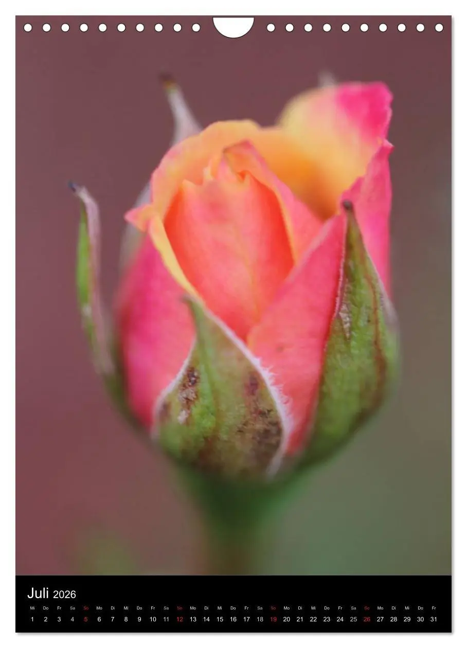 Bild: 9783516469066 | Zauberhafte Rosen (Wandkalender 2026 DIN A4 hoch), CALVENDO...