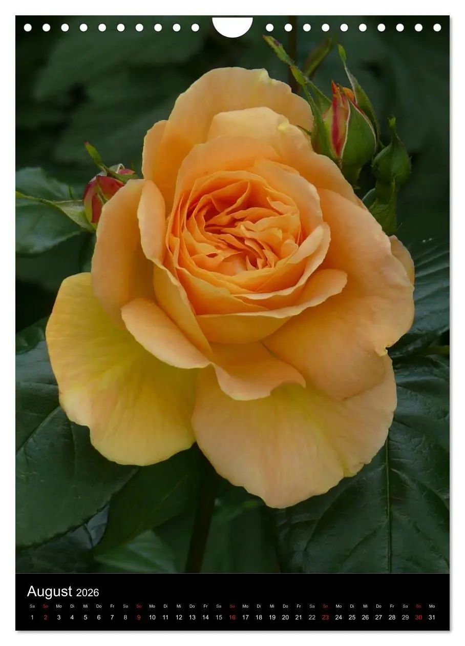 Bild: 9783516469066 | Zauberhafte Rosen (Wandkalender 2026 DIN A4 hoch), CALVENDO...